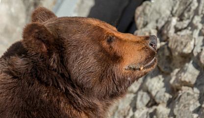 Brown bear sits in zoo.  Big pensive brown bear (Ursus arctos) sitting about stone wall. Animal circus pet sitting in gorgeous pose and thinking - western concept