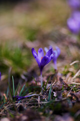 crocus flower near the stump in the forest. beauty of wild purple blooming in springtime