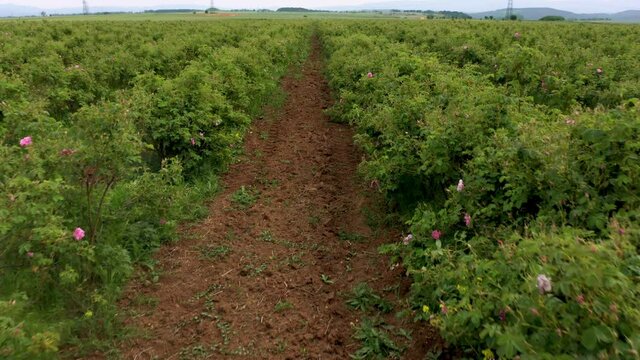 Aerial drone flight over blossomed field with oil-bearing rose (Rosa Damascena) in well-known Valley of roses near Kazanlak, Bulgaria. Close up view.