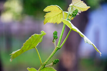 Young grape vine with small green grapes on blurred background. Buds, fruit. Bottom view. Close-up. Selective focus. Copy space.
