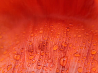 Macro poppy petal with raindrops on it. Stock photo.