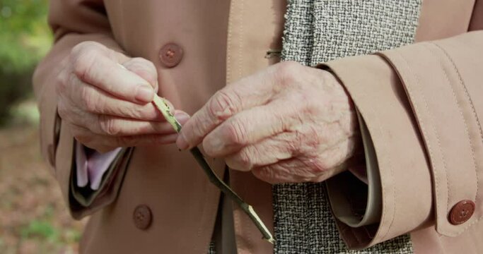 Close view of old wrinkled male hands hews birch twig in sunny green park