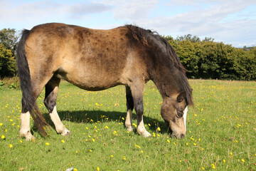 Close up shot of pretty dun coloured pony grazing on rich spring grass in rural Shropshire .