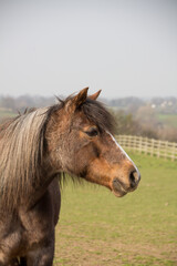 Obraz premium Close up shot of dirty fluffy pony with a very long mane .