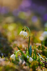 Beautiful blurry sunny snowdrops flowers. Selective focus used.