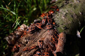 Red bugs with black dots - firebugs