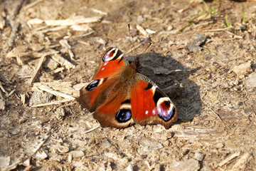 Fototapeta na wymiar A peacock butterfly basking on the footpath.
