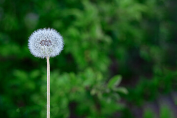 one white fluffy dandelion in macro on a background of green grass