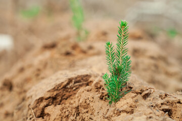 Young conifer on a defocused background. The concept of ecology and nature conservation.