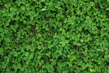 Fototapeta premium green clover and grass on the lawn. texture, background