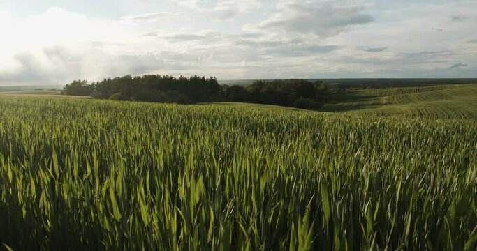 Beautiful wheat field landscape with rows. Movement back