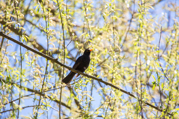 Blackbird Turdus merula sitting on tree branch and singing.