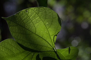 close up of a tender leaf back glowing in morning sun