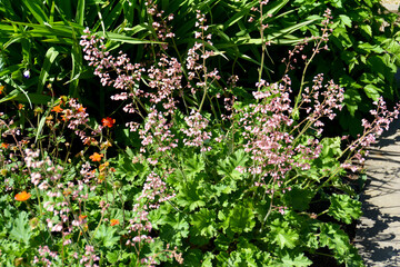 rosa blühendes Purpurglöckchen, Heuchera Hybride, Botanischer Garten in Gütersloh