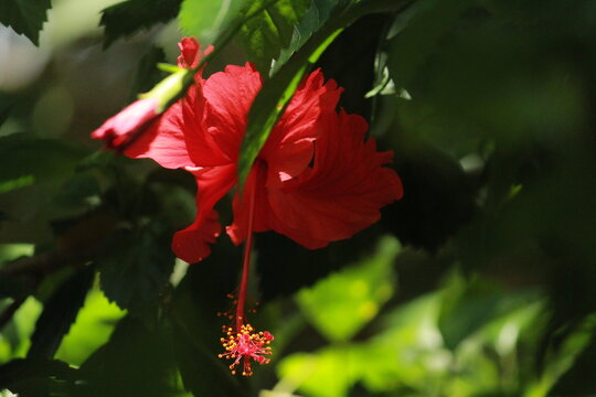 red hibiscus flower © BIJINA