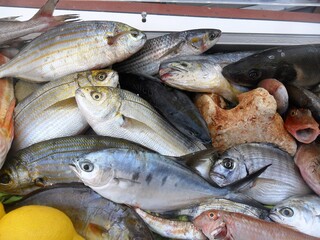 Wooden boat, turned into a refrigerator, full of fresh fish in Sorrento, Italy.