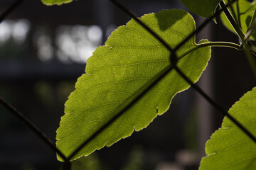 close up of a tender leaf back glowing in morning sun