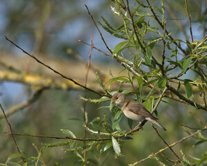 Common chiffchaff , Phylloscopus collybita