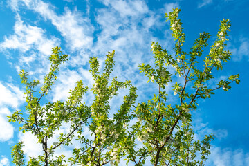 The crown of the tree is located against a blue sky with clouds. Association with clean air. Branches of a blossoming apple tree
