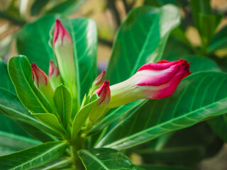 Obraz premium Azalea flowers are easily grown. Very resistant to drought conditions Until receiving the nickname 