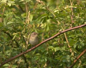 Common chiffchaff , Phylloscopus collybita