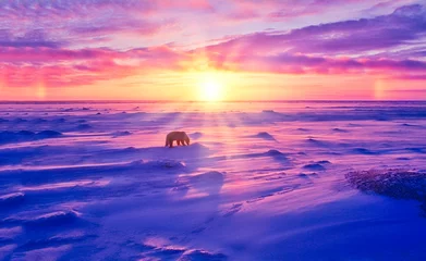 Foto op Canvas Sunset in Canadian Arctic ith polar bear © outdoorsman