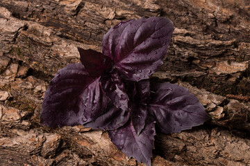 Purple basil leaves on natural wooden background, bark. Close-up