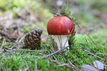 Mushroom in the forest on the moss