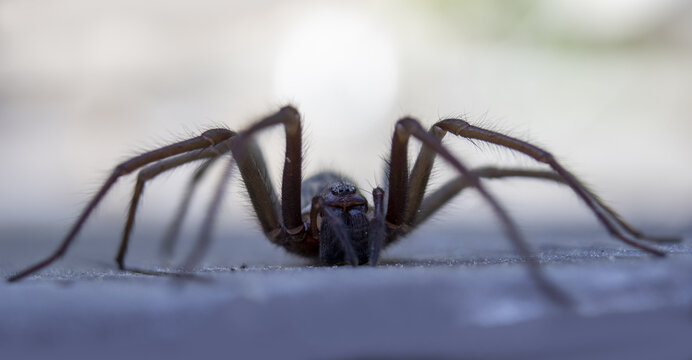 Giant house spider eratigena artica on wood