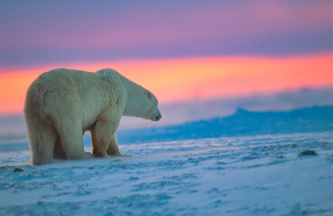 Polar bear at sunset in Canadian Arctic