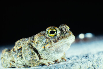 Natterjack Toad (Epidalea calamita) on a Road