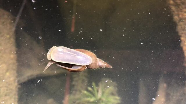Spitzschlammschnecke (Lymnea stagnalis) weidet die Oberfl&auml;-
chenhaut des Wassers ab