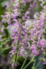 Obraz premium Purple Salvia Flowers (Salvia nemorosa)