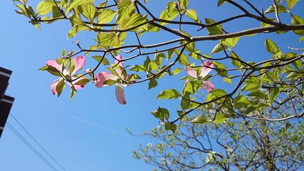 green leaves against blue sky