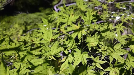 green leaves background