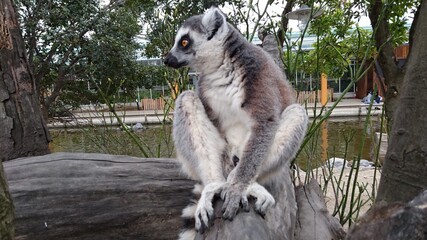 ring tailed lemur