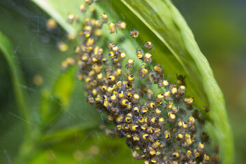 Spider nest with small yellow garden spiders
