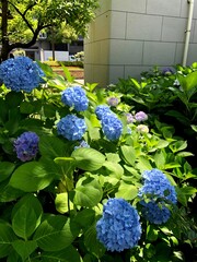 blue flowers in the garden