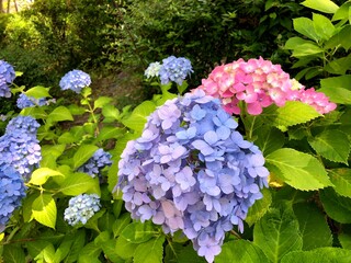 purple lilac flowers