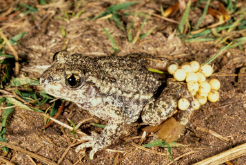 Male Common Midwife Toad (Alytes obstetricans) with eggs around its rear legs