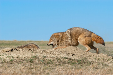 Coyote fight with badger,North Dakota