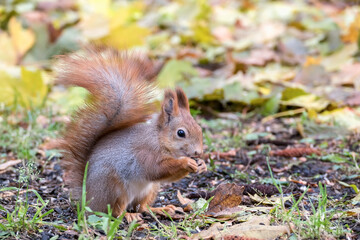 Naklejka na ściany i meble Red-haired squirrel in the park in the autumn day eats sunflower seeds