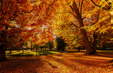 Autumn landscape beautiful colored trees at the park, glowing in sunlight. wonderful picturesque background. color in nature. gorgeous view. Amazing Nature scenery.