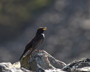 Ring ouzel ,Turdus torquatus, on a dry stone wall