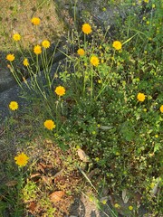 dandelions in the grass