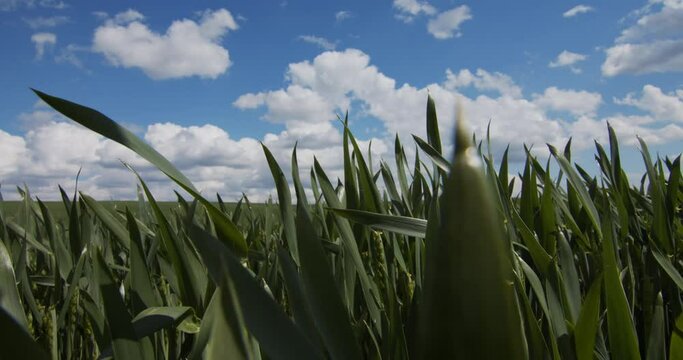 reen wheat field Movement of leaves forward