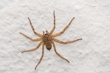 Hairy scary white tarantula on white wall