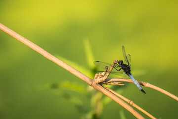 Black and blue dragonfly resting on a bamboo twig
