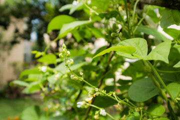 Fototapeta na wymiar Spring bean blossoms in a home garden