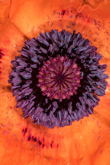 Oriental Poppy Flower (Papaver orientale)